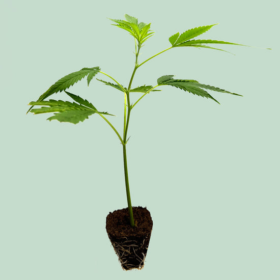 CBD Stecklinge – White Widow CBD